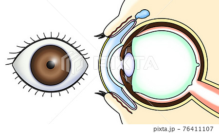 正面から見た茶色の目と横から見た目の断面図のイラスト素材