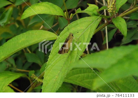 葉の上で休むイチモンジセセリ 葉の上で休むイチモンジセセリ 76411133