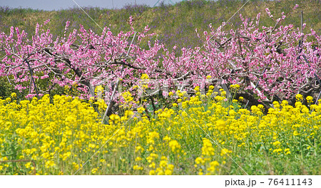 満開の桃畑と菜の花 和歌山県紀の川市 満開の桃畑と菜の花 和歌山県紀の川市 76411143