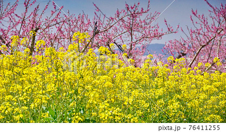 満開の桃畑と菜の花　和歌山県紀の川市 76411255