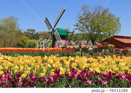 チューリップ畑 チューリップ畑 76411289