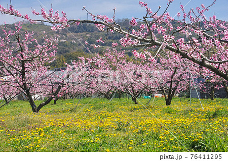 満開の桃畑とたんぽぽ 和歌山県紀の川市 満開の桃畑とたんぽぽ 和歌山県紀の川市 76411295