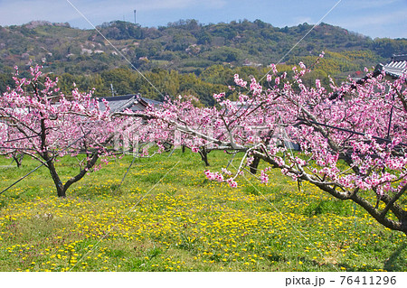 満開の桃畑とたんぽぽ 和歌山県紀の川市 満開の桃畑とたんぽぽ 和歌山県紀の川市 76411296