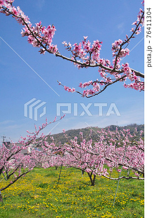 満開の桃畑とたんぽぽ 和歌山県紀の川市 満開の桃畑とたんぽぽ 和歌山県紀の川市 76411304