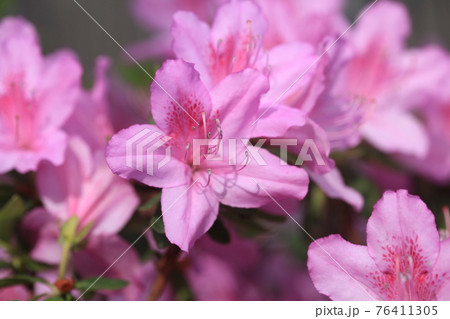 我が家の花 ツツジ、 我が家の花 ツツジ、 76411305