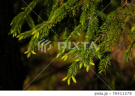 Young green branch of spruce in the spring forest. 76411379