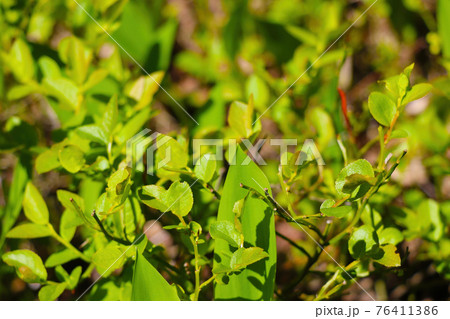 Young green plants in spring in the forest on a sunny day. Young green plants in spring in the forest on a sunny day. 76411386