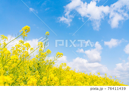 真っ青な晴天の下の満開の菜の花(四月) 真っ青な晴天の下の満開の菜の花(四月) 76411439