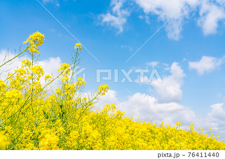 真っ青な晴天の下の満開の菜の花(四月) 真っ青な晴天の下の満開の菜の花(四月) 76411440