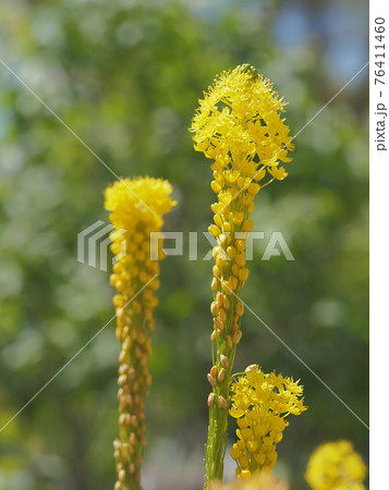 ブルビネラ フロリバンダの花の写真素材