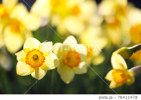 朝日を浴びた水仙 76411478