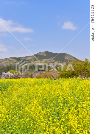 菜の花と日和田山 菜の花と日和田山 76411528