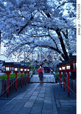 【京都】六孫王神社 桜と着物の女性 76411529