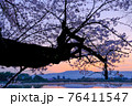 薬師寺と桜と朝日（奈良県奈良市） 76411547