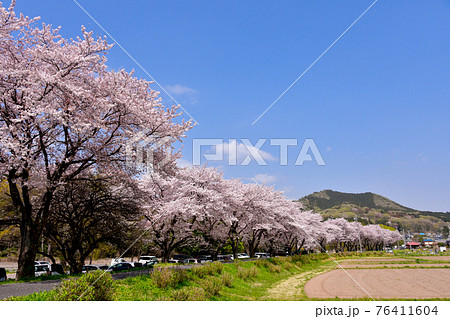 日和田山と桜並木 76411604