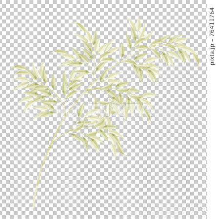 Illustration of bamboo grass 76411764