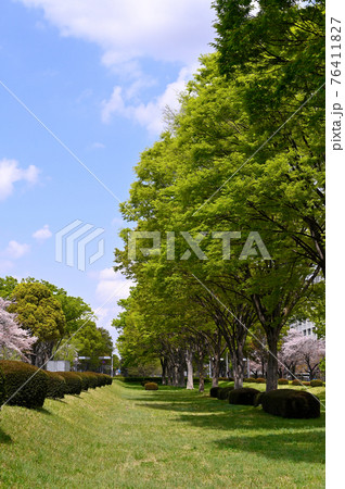 立川市南北道路の新緑 76411827
