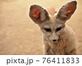 フェネック フェネック 76411833