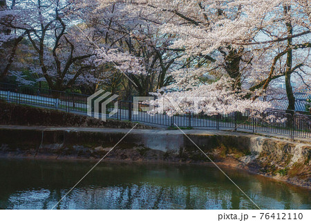 春の京都、山科にある琵琶湖疎水と満開の桜咲く風景 76412110