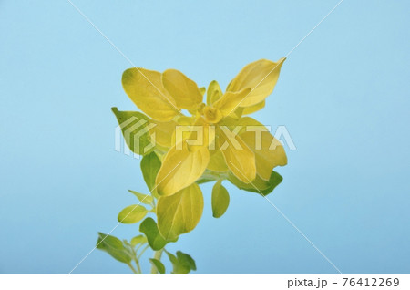 Golden oregano on blue background Golden oregano on blue background 76412269