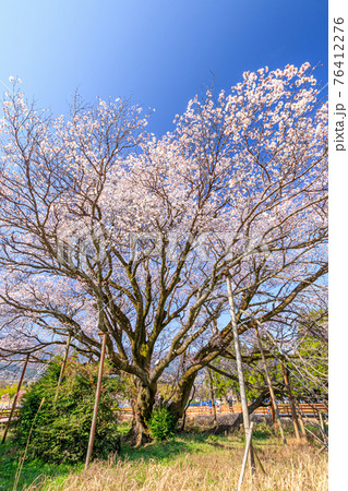 一心行の大桜 熊本県阿蘇市 一心行の大桜 熊本県阿蘇市 76412276