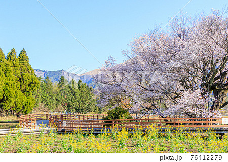 一心行の大桜と菜の花 熊本県阿蘇市 一心行の大桜と菜の花 熊本県阿蘇市 76412279