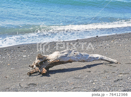 浜辺の流木 浜辺の流木 76412366