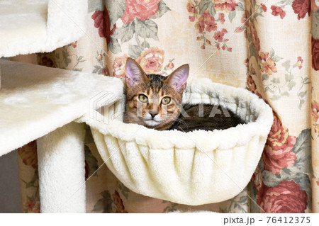 ニャンモックから飼い主を見つめる生後4か月齢の仔猫 76412375