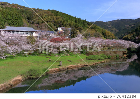 平山親水公園 咲き乱れる桜 (高知県 香美市) 平山親水公園 咲き乱れる桜 (高知県 香美市) 76412384
