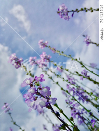 空に伸びる生命感あふれる可憐な花の写真素材