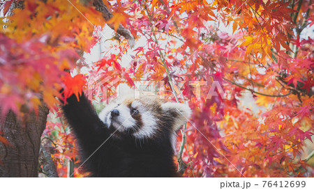 紅葉とレッサーパンダ  76412699