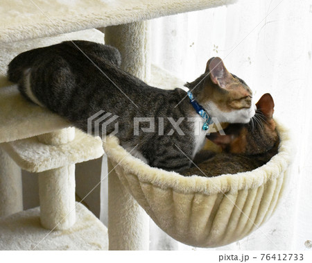 ニャンモックから外の景色を見つめる生後4か月齢の仔猫 ニャンモックから外の景色を見つめる生後4か月齢の仔猫 76412733