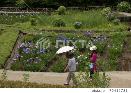 花しょうぶの見学 花しょうぶの見学 76412781