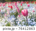 絵本に出てきそうなパステルカラーのファンタジーな花畑（チューリップ、ネモフィラ、リナリア） 76412863
