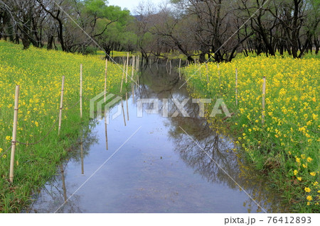 雨上がりの遊歩道　入田ヤナギ林菜の花　（高知県　四万十市） 76412893