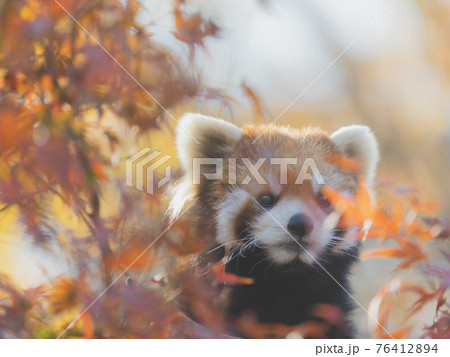 紅葉とレッサーパンダ 76412894