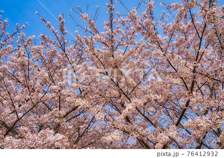 桜咲き乱れる 桜咲き乱れる 76412932