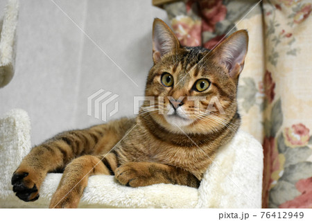 生後7ヵ月齢のキジトラの仔猫 キャットタワーでくつろぐ雄猫 生後7ヵ月齢のキジトラの仔猫 キャットタワーでくつろぐ雄猫 76412949