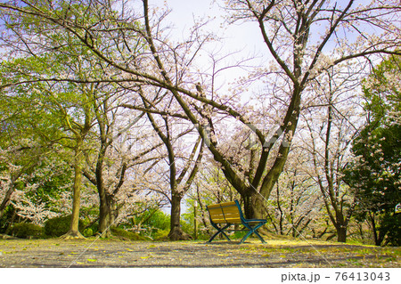桜を眺められるベンチがある風景 76413043