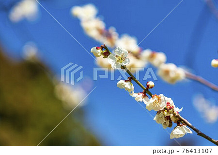 早春の「堤梅団地」の梅の花　宮城県大河原町 76413107