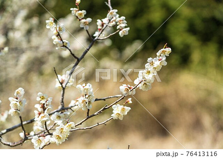 早春の「堤梅団地」の梅の花　宮城県大河原町 76413116