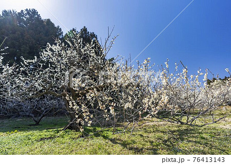 早春の「堤梅団地」の梅の花　宮城県大河原町 76413143