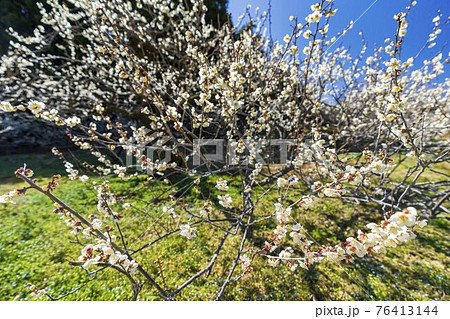 早春の「堤梅団地」の梅の花　宮城県大河原町 76413144