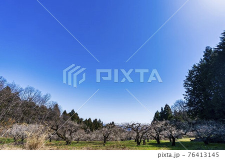 早春の「堤梅団地」の梅の花 宮城県大河原町 早春の「堤梅団地」の梅の花 宮城県大河原町 76413145
