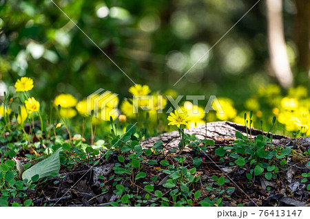 春に咲く雑草ジシバリ 春に咲く雑草ジシバリ 76413147