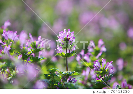 ホトケノザ 76413250