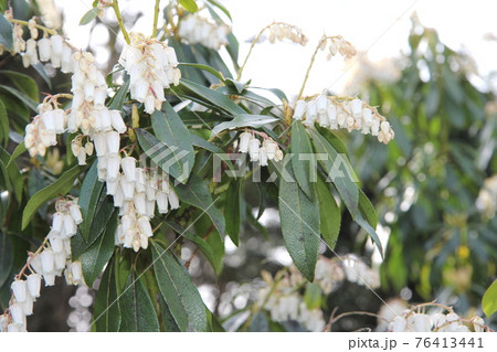 常緑低木 馬酔木の白い花の写真素材