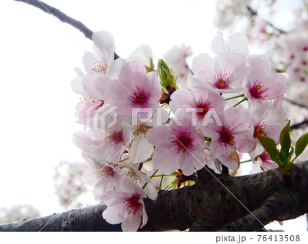満開の桜 満開の桜 76413508