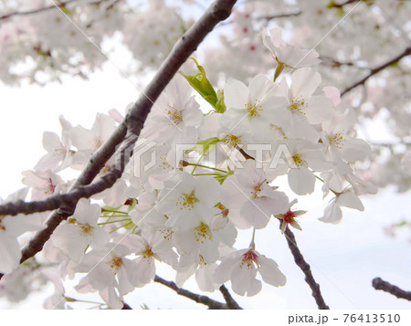 満開の桜 満開の桜 76413510