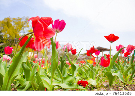 公園の花壇に咲いているチューリップ 76413639